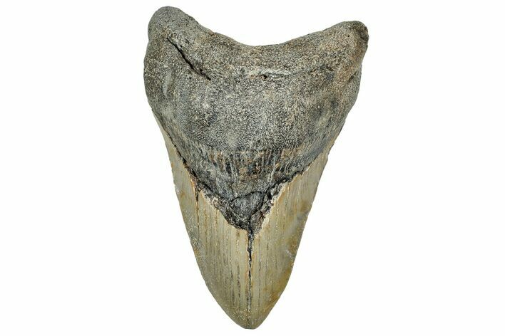 Fossil Megalodon Tooth - North Carolina #328878